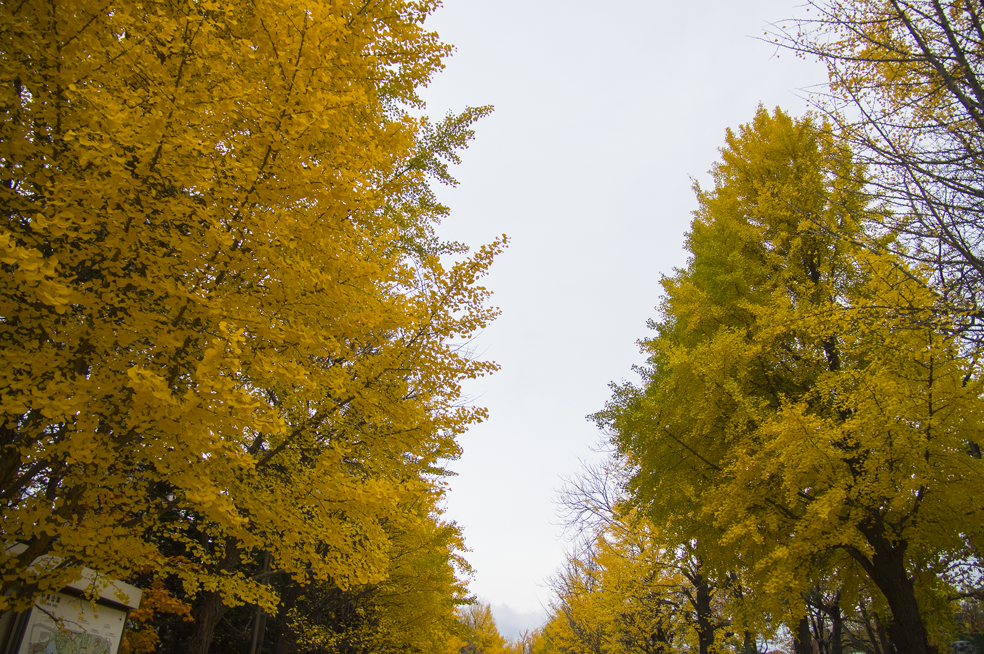 中島公園の風景